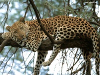 image of jaguar_car