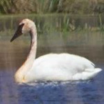 image of bird