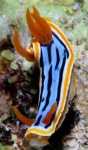image of animal