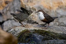 image of water_ouzel