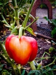image of bell_pepper
