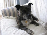 image of staffordshire_bullterrier #30