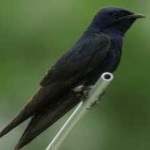 image of bird