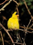 image of goldfinch