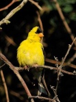 image of goldfinch #13