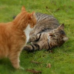 image of tiger_cat