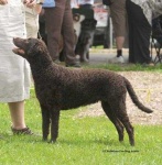 image of curly_coated_retriever