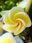 image of flower