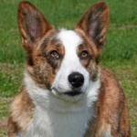 image of animal