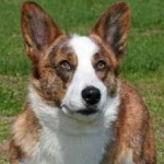 image of corgi #26