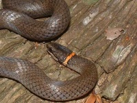 image of ringneck_snake #5