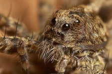 image of wolf_spider