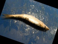 image of fish