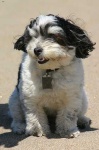 image of animal
