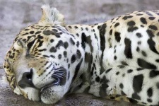 image of jaguar_car