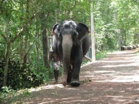 image of indian_elephant