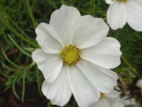 image of flower
