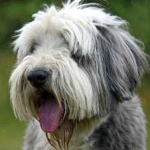 image of bearded_collie #19