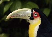 image of toucan