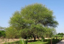 image of tree