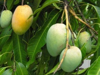 image of mango #28