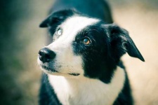 image of border_collie #13