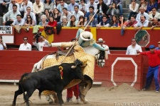 image of animal