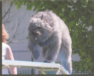 image of bouvier_des_flandres