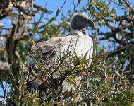 image of vulture