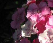 image of flower