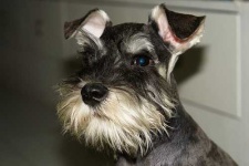 image of miniature_schnauzer