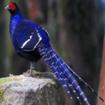 image of bird