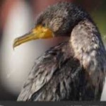 image of bird