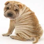 image of shar_pei #16