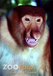 image of proboscis_monkey