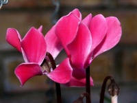 image of flower