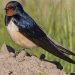 image of bird