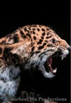 image of jaguar_car