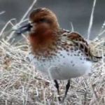 image of bird