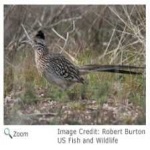 image of bird
