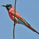 image of bird