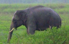 image of tusker #34