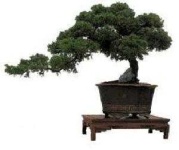 image of bonsai #20