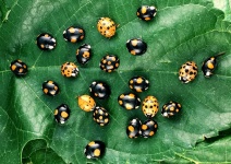 image of ladybugs #36