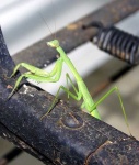 image of mantis