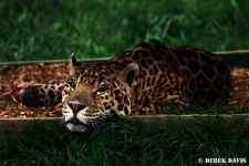 image of jaguar_car