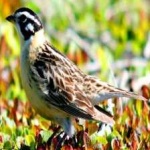 image of smiths_longspur #29