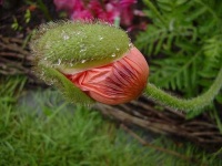 image of coral_reef