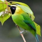 image of bird