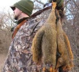 image of fox_squirrel